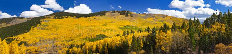 Fall Aspen Forest Panoramic Landscape. Panoramic view of massive aspen forest in the Colorado Rocky Mountains during Fall stock photo Fall Aspen Forest Panoramic Landscape. Panoramic view of massive aspen forest in the Colorado Rocky Mountains during Fall stock photo