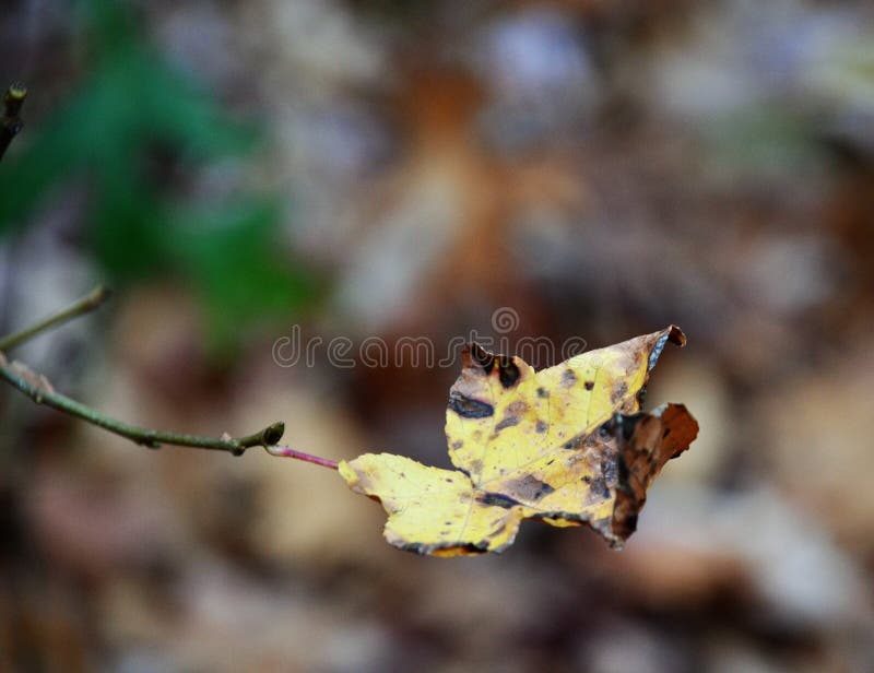 Fall Aspen Leaf. Fall aspen tree leaf hanging off stock image Fall Aspen Leaf. Fall aspen tree leaf hanging off stock image