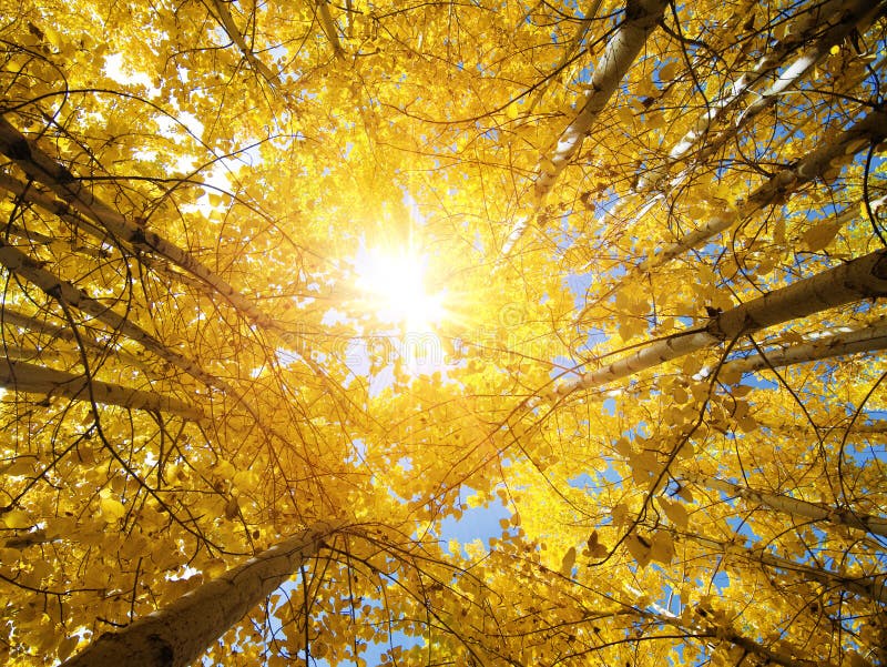 Fall Aspen Trees. Upward view of Fall Aspen Trees , Leh District in the state of Jammu and Kashmir, India stock image Fall Aspen Trees. Upward view of Fall Aspen Trees , Leh District in the state of Jammu and Kashmir, India stock image