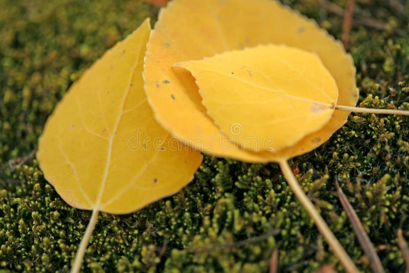 Fall time aspen leaves. Smooth aspen leaves that have fallen during fall season in colorado royalty free stock images Fall time aspen leaves. Smooth aspen leaves that have fallen during fall season in colorado royalty free stock images
