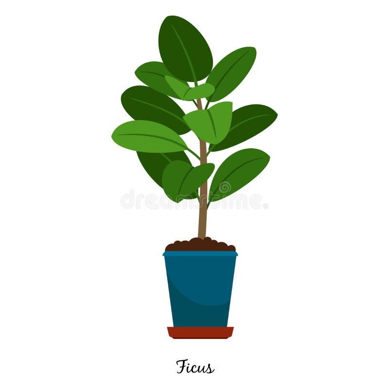 Ficus plant in pot stock illustration