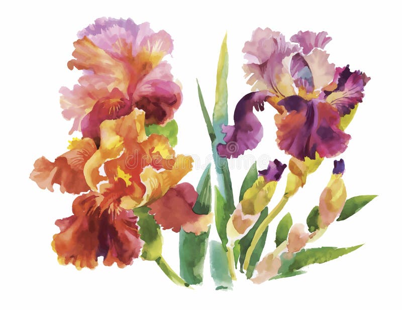 Flower of iris drawing by watercolor, hand drawn vector illustration.  royalty free illustration
