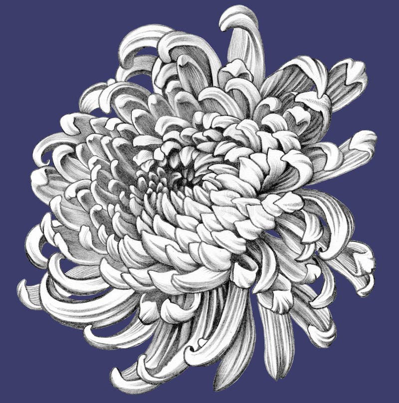 Flower. Pencil Drawing. Chrysanthemum. White Flower. Realistic Pencil Drawing. Colored Background stock illustration