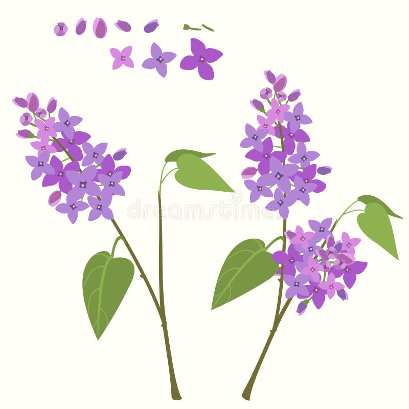 Flowering branch of lilac. Flowering branch and flower of lilac vector illustration