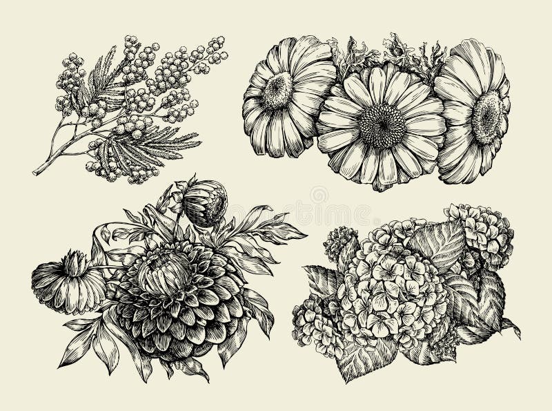 Flowers. Hand drawn sketch of chamomile, mimosa, hortensia, dahlia. Vector illustration royalty free illustration Flowers. Hand drawn sketch of chamomile, mimosa, hortensia, dahlia. Vector illustration royalty free illustration