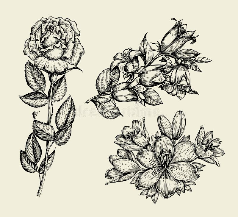 Flowers. Hand drawn sketch flower bell, rose, lily, floral pattern. Vector illustration vector illustration Flowers. Hand drawn sketch flower bell, rose, lily, floral pattern. Vector illustration vector illustration