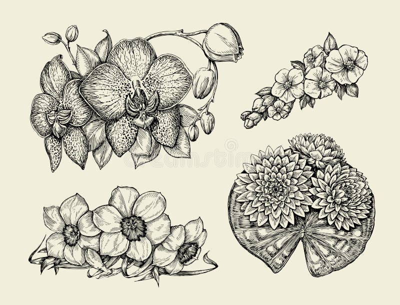 Flowers. Hand drawn sketch flower narcissus, water lily, orchid, daffodil, jonquil. Vector illustration vector illustration Flowers. Hand drawn sketch flower narcissus, water lily, orchid, daffodil, jonquil. Vector illustration vector illustration