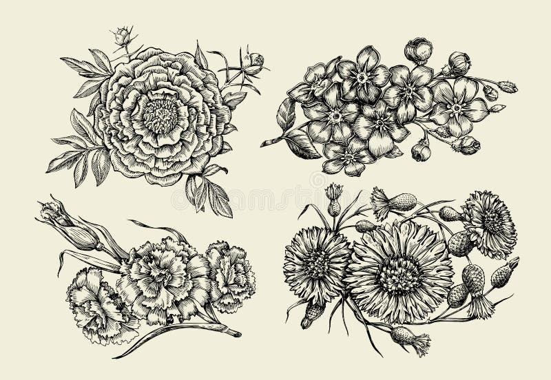 Flowers. Hand drawn sketch flower, peony, cornflower, knapweed, forget-me-not, carnation, clove. Vector illustration stock illustration Flowers. Hand drawn sketch flower, peony, cornflower, knapweed, forget-me-not, carnation, clove. Vector illustration stock illustration