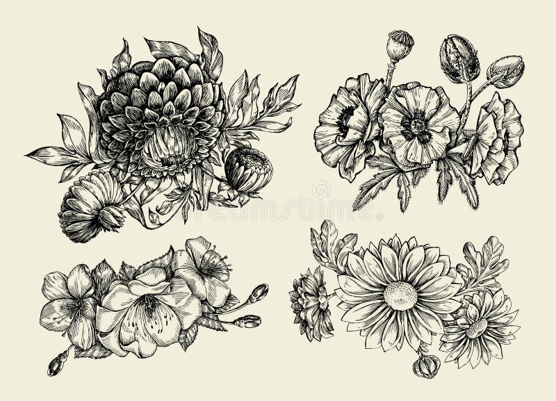 Flowers. Hand drawn sketch flower, poppy, chrysanthemum, dahlia. Vector illustration royalty free illustration Flowers. Hand drawn sketch flower, poppy, chrysanthemum, dahlia. Vector illustration royalty free illustration