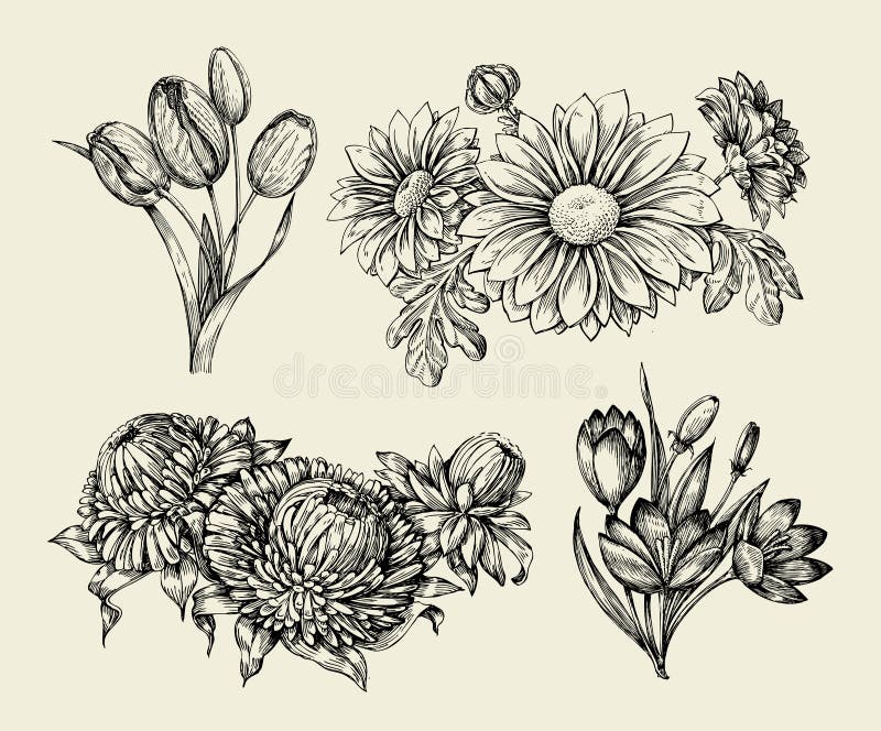 Flowers. Hand drawn sketch flower, tulip, astra, aster, crocus, chrysanthemum. Vector illustration stock illustration Flowers. Hand drawn sketch flower, tulip, astra, aster, crocus, chrysanthemum. Vector illustration stock illustration