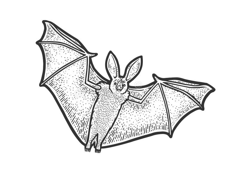 Flying bat sketch vector illustration. Flying bat sketch engraving vector illustration. T-shirt apparel print design. Scratch board imitation. Black and white royalty free illustration