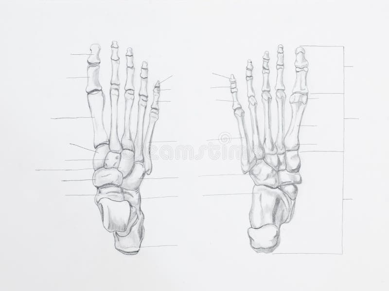 Foot bones pencil drawing. Detail of foot bones pencil drawing on white paper royalty free stock photography