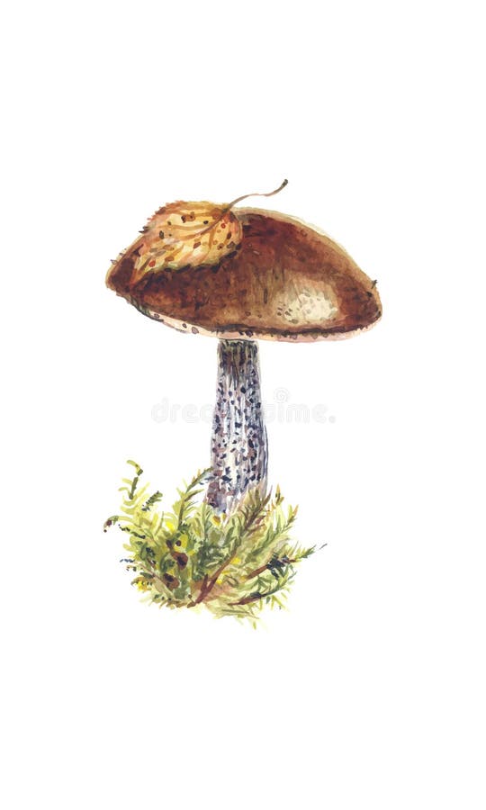 Fresh brown cap boletus in a clump of moss royalty free illustration