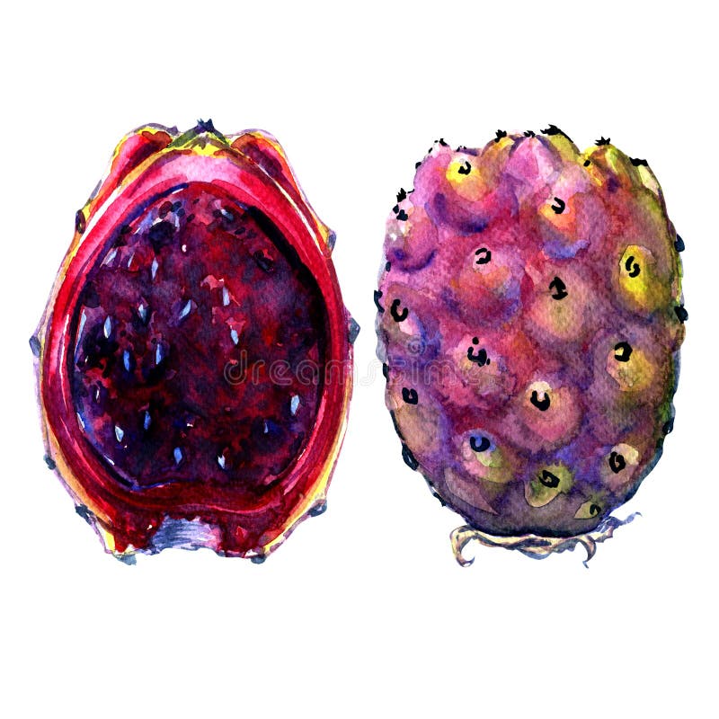Fruits of Opuntia ficus-indica, red cactus pears on white. Fruits of Opuntia ficus-indica, red cactus pears, watercolor painting on white background royalty free illustration