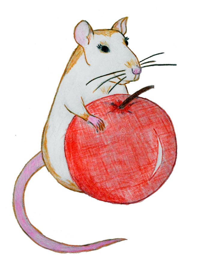 Funny rat with a big red apple. Pencil drawing on white isolated background, home decorative rat vector illustration