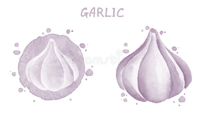 Garlic. Original watercolor drawing royalty free illustration