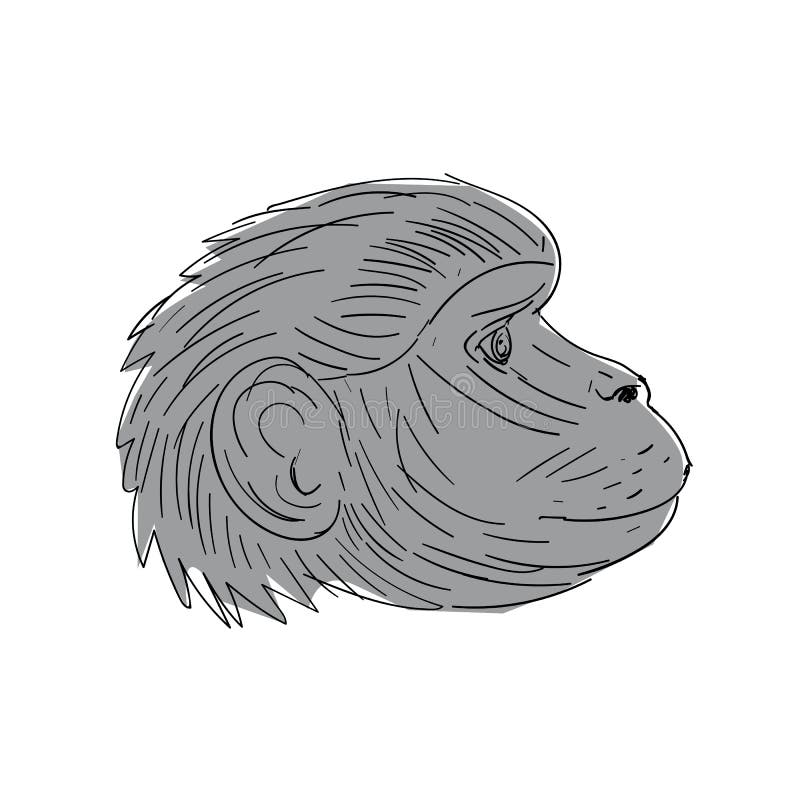 Gelada Monkey Head Side Drawing. Illustration of a Gelada Monkey Head Side view done in Drawing sketch style royalty free illustration