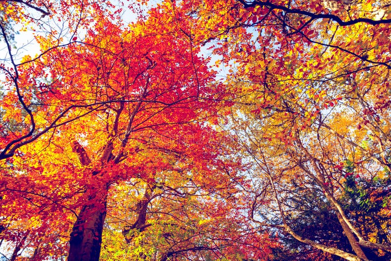 Golden autumn in the forest stock photo