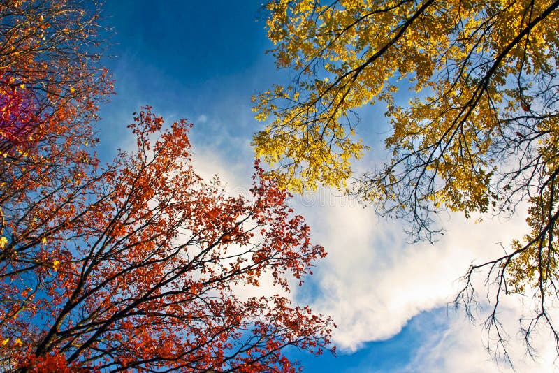 Golden autumn landscape. royalty free stock photography