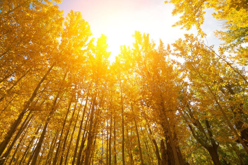 Golden Fall Aspen Trees. Wide angle fall Aspen Trees with golden sunlight, Leh District in the state of Jammu and Kashmir, India stock photo Golden Fall Aspen Trees. Wide angle fall Aspen Trees with golden sunlight, Leh District in the state of Jammu and Kashmir, India stock photo