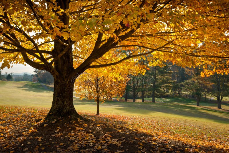 Golden Fall Foliage Autumn Yellow Maple Tree stock image