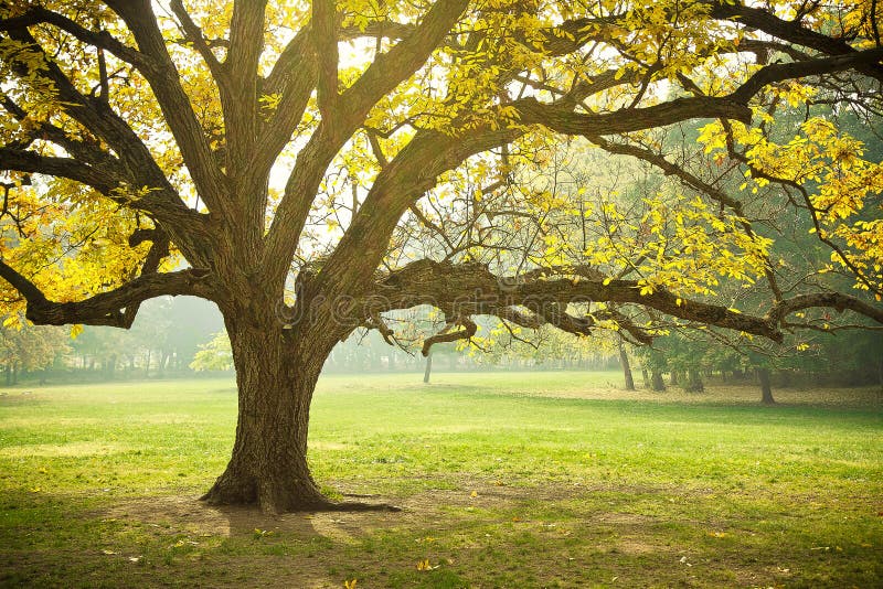 Golden Fall Foliage Autumn Yellow Maple Tree stock image