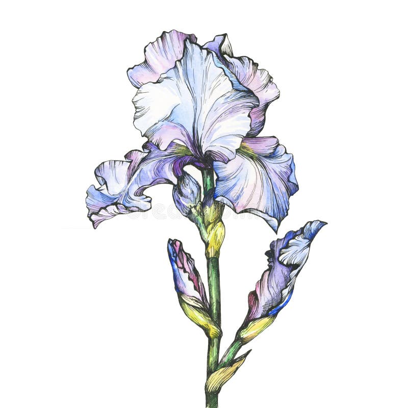 Graphic the branch flowering light blue Iris with bud. Black and white outline illustration with watercolor hand drawn painting. royalty free illustration