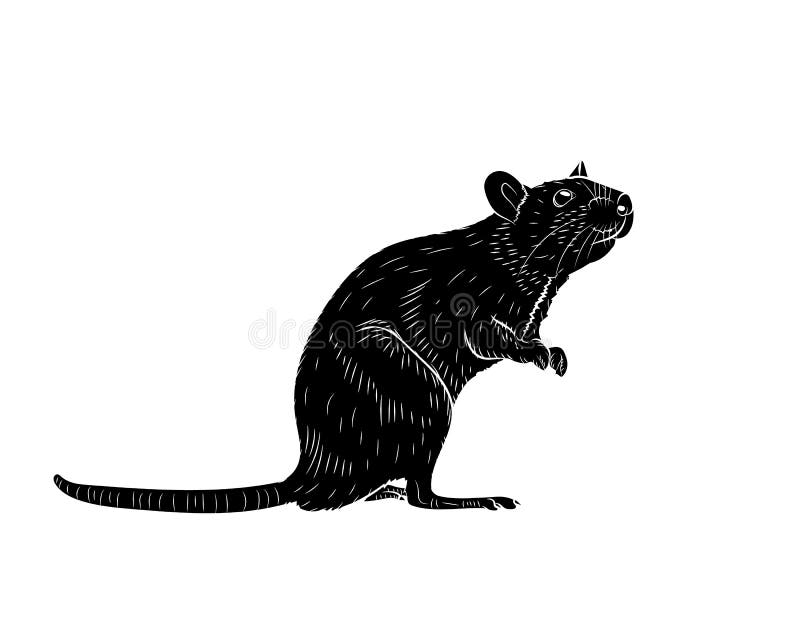 Graphic illustration of a realistic grey rat standing on its hind legs. In isolate on a white background. Vector illustration stock illustration