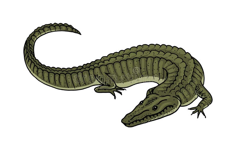 Green Crocodile, American Alligator Reptile amphibian. Tropical animal. Engraved hand drawn in old vintage sketch. Vector illustration royalty free illustration