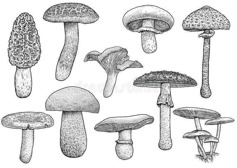 Group of mushroom illustration, drawing, engraving, vector, line royalty free illustration