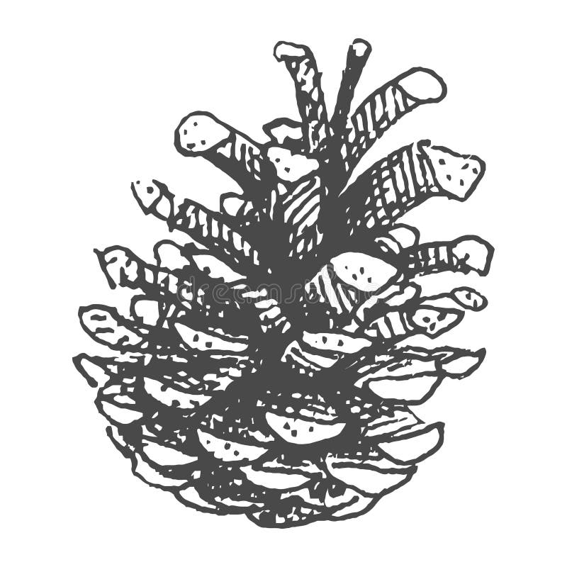 Hand drawing pine cone. Pinecone drawing realistic vector illustration stock illustration