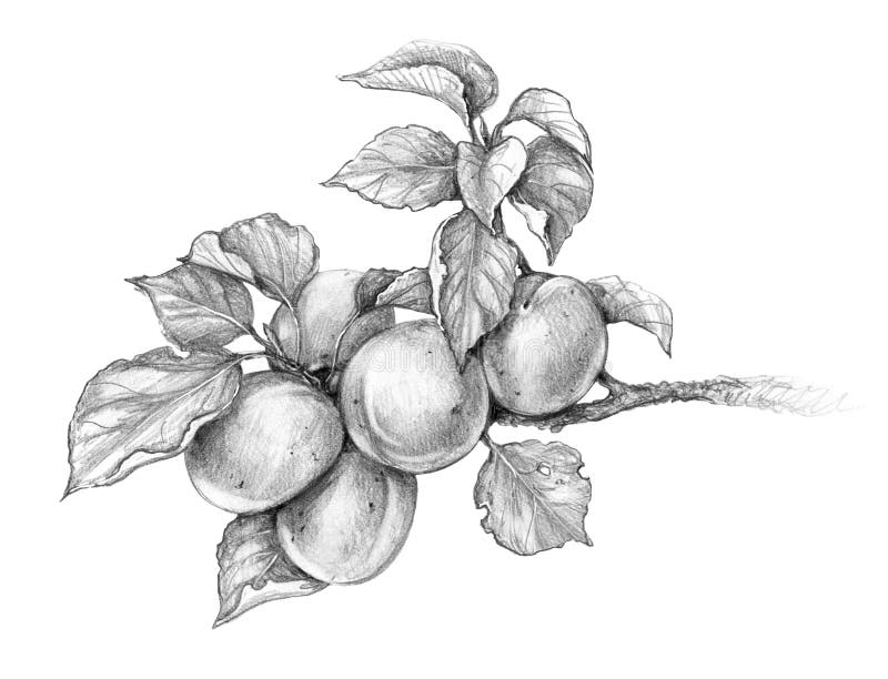 Apricot Branch Pencil Drawing. Hand drawn apricot branch isolated on white background. 