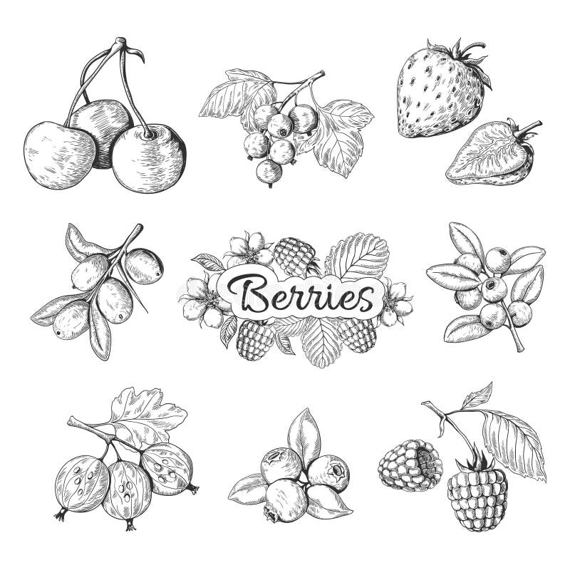 Hand drawn berries. Cherry blueberry strawberry blackberry vintage drawing, berry sketch drawing. Vector graphic. Templates illustration sweet wild nature royalty free illustration