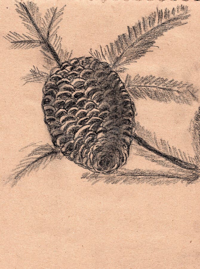 Hand drawn botanical sketch. Charcoal monochrome drawing. Pine cone. Fir tree branch. Ecology and nature. Forest flora. Natural te. Xtured background. For stock illustration