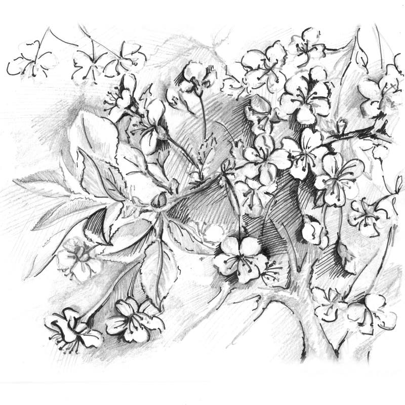Hand drawn cherry blossom. Sketch sakura, japan cherry. Pencil drawing. Sketch sakura, japan cherry vector illustration