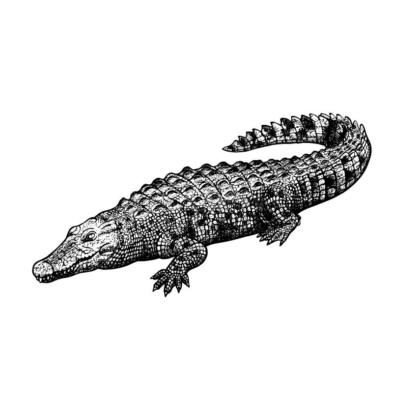 Hand drawn crocodile. Black-white figure. Vintage vector sketch. Hand drawn crocodile. Isolated sketch of reptile. Vintage figure. Linear graphic design. Black royalty free illustration