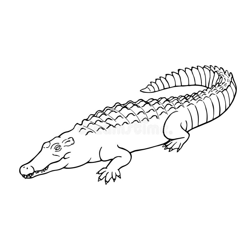 Hand drawn crocodile. Linear style. Vector line drawing. Hand drawn crocodile. Linear style. Can be used as a coloring book. Vector illustration. Line drawing vector illustration