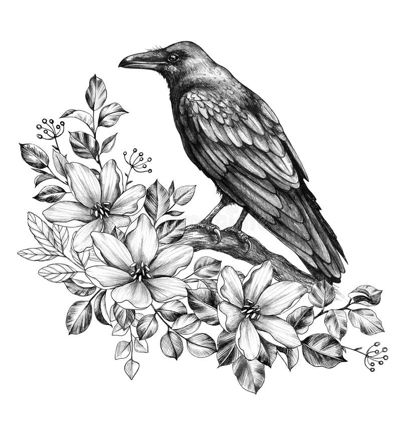 Raven  with Flowers  Pencil Drawing royalty free illustration