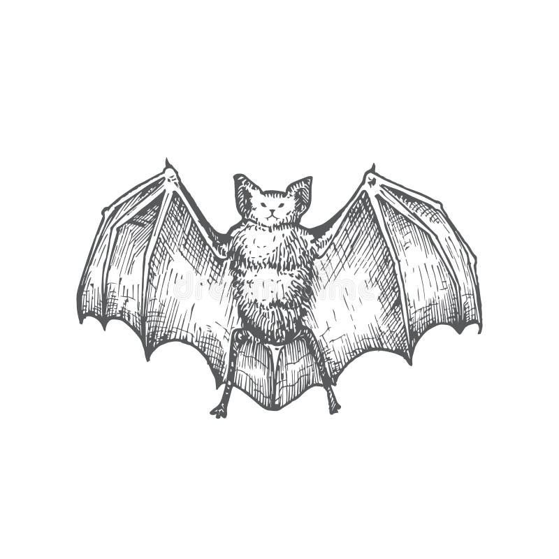 Hand Drawn Halloween Scary Vampire Vector Illustration. Abstract Bat with Wings Sketch. Engraving Style Drawing. Isolated stock illustration Hand Drawn Halloween Scary Vampire Vector Illustration. Abstract Bat with Wings Sketch. Engraving Style Drawing. Isolated stock illustration
