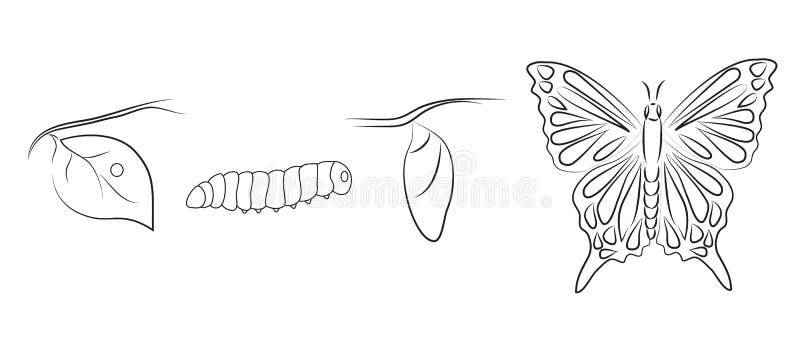 Metamorphosis stock illustration