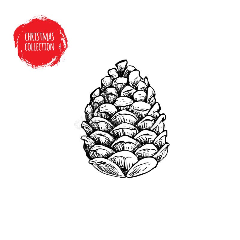 Hand drawn pine cone sketch style. Christmas symbol isolated on white background. Vector botanical illustration vector illustration