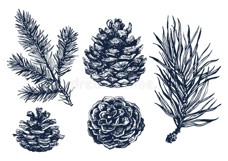 Hand drawn pine tree branch. Hand drawn forest collection of pine tree branches and pine cones isolated on white background. Ink illustration in vintage engraved royalty free illustration