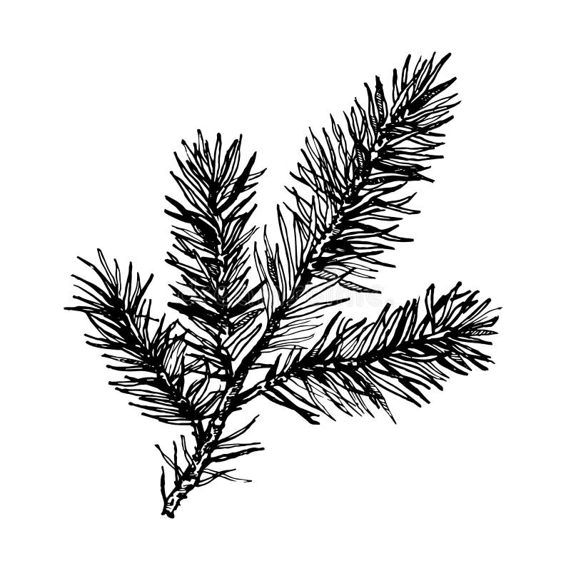 Hand drawn pine tree branch. On white background. Ink illustration in vintage engraved style royalty free illustration