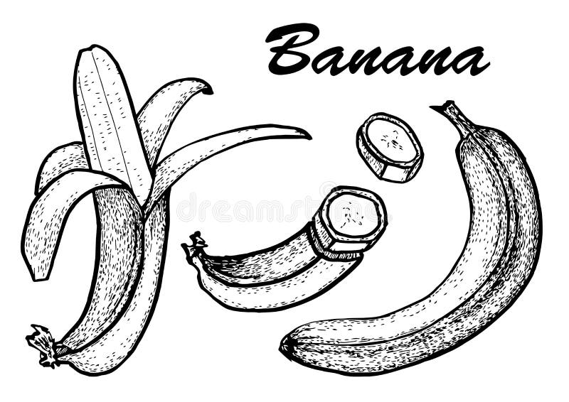 Hand drawn set of banana. Exotic tropical fruit drawings isolated on white background. Botanical illustration of fruits. Hand drawn set of banana. Exotic vector illustration