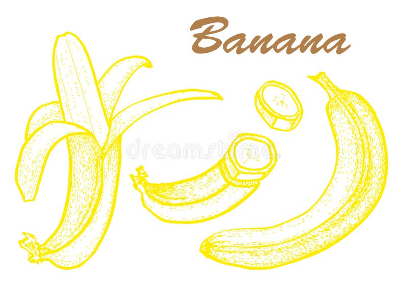 Hand drawn set of banana. Exotic tropical fruit drawings isolated on white background. Botanical illustration of fruits. Hand drawn set of banana. Exotic royalty free illustration