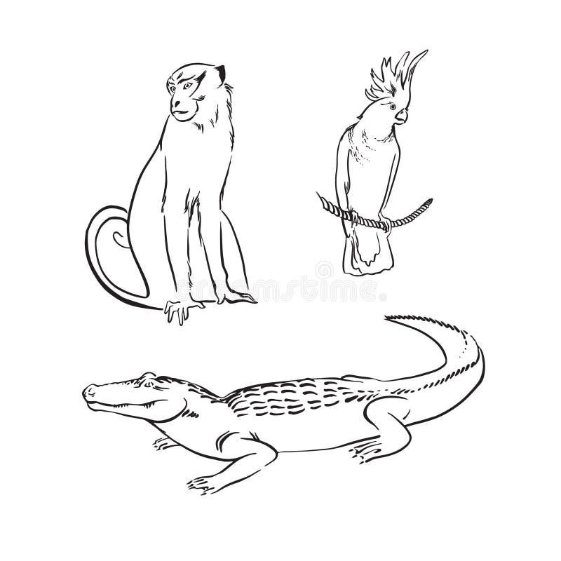Hand drawn sketch animal set with crocodile, monkey and parrot. Vector black ink drawing illustration isolated on white background. Hand drawn sketch animal set vector illustration