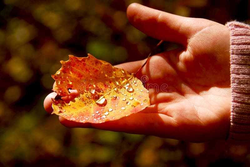 Hand fall leaf. Child Hand fall leaf. Child