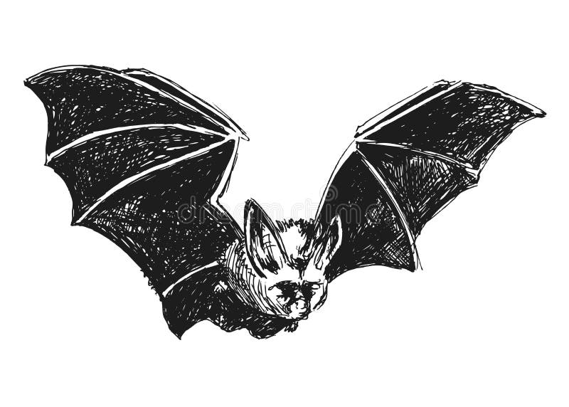Hand sketch bat vector illustration