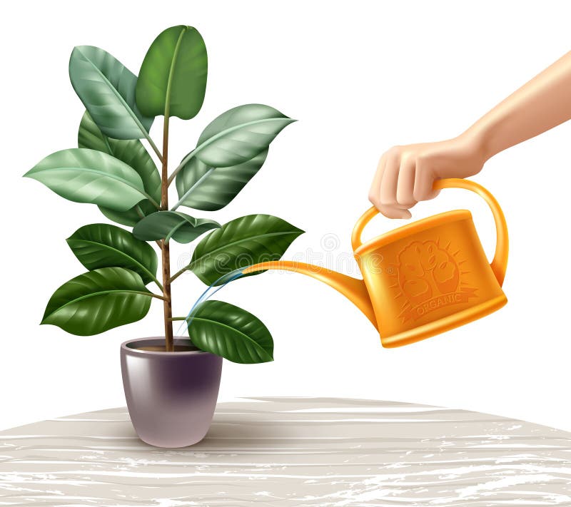 Watering Ficus Realistic Illustration. Hand with yellow watering can during irrigation of ficus standing on light table realistic vector illustration stock illustration