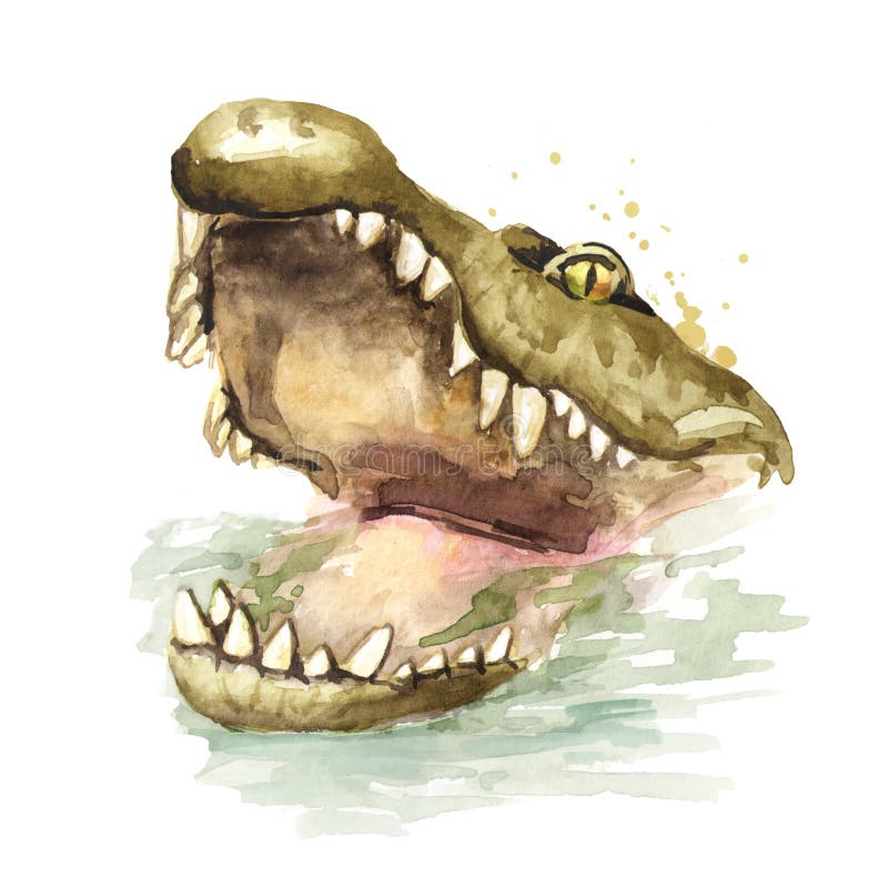 Head of Wild attacker forward crocodile or Alligator with open mouth. Watercolor hand drawn illustration, isolated on white. Background vector illustration